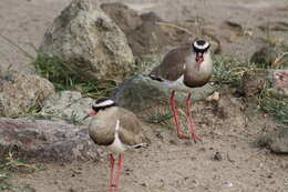 Image of Crowned Lapwing