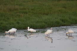 Image of African Spoonbill