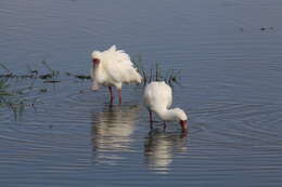 Image of African Spoonbill