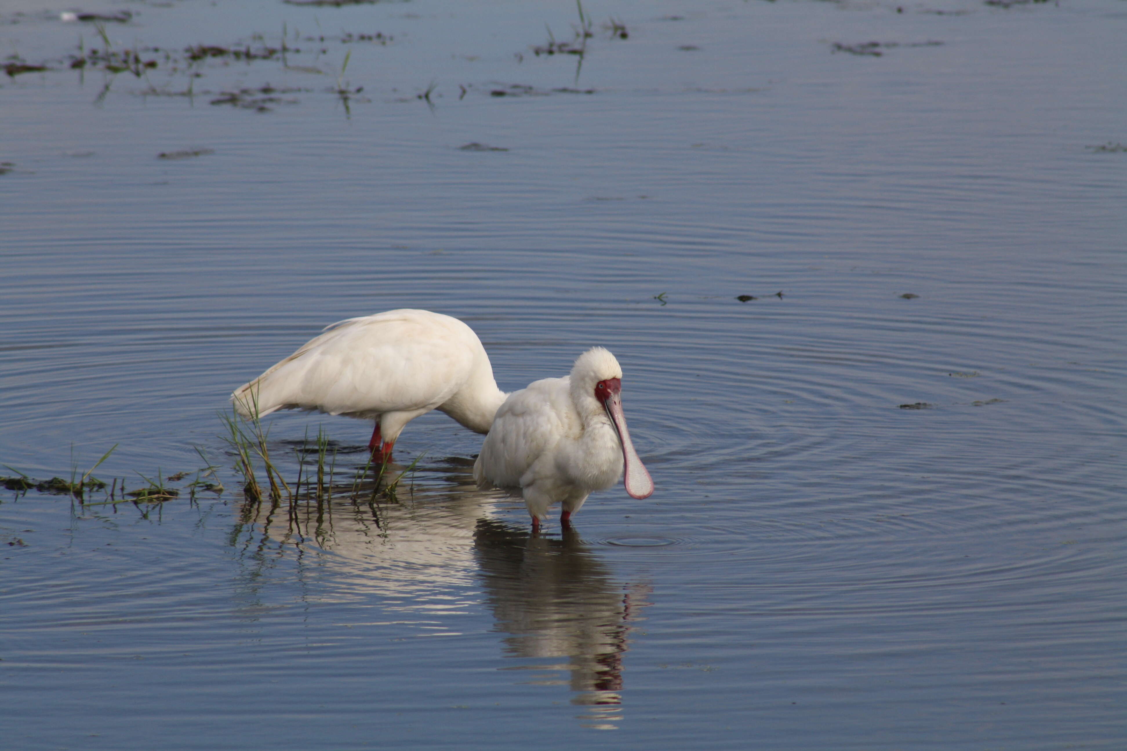 Image of African Spoonbill