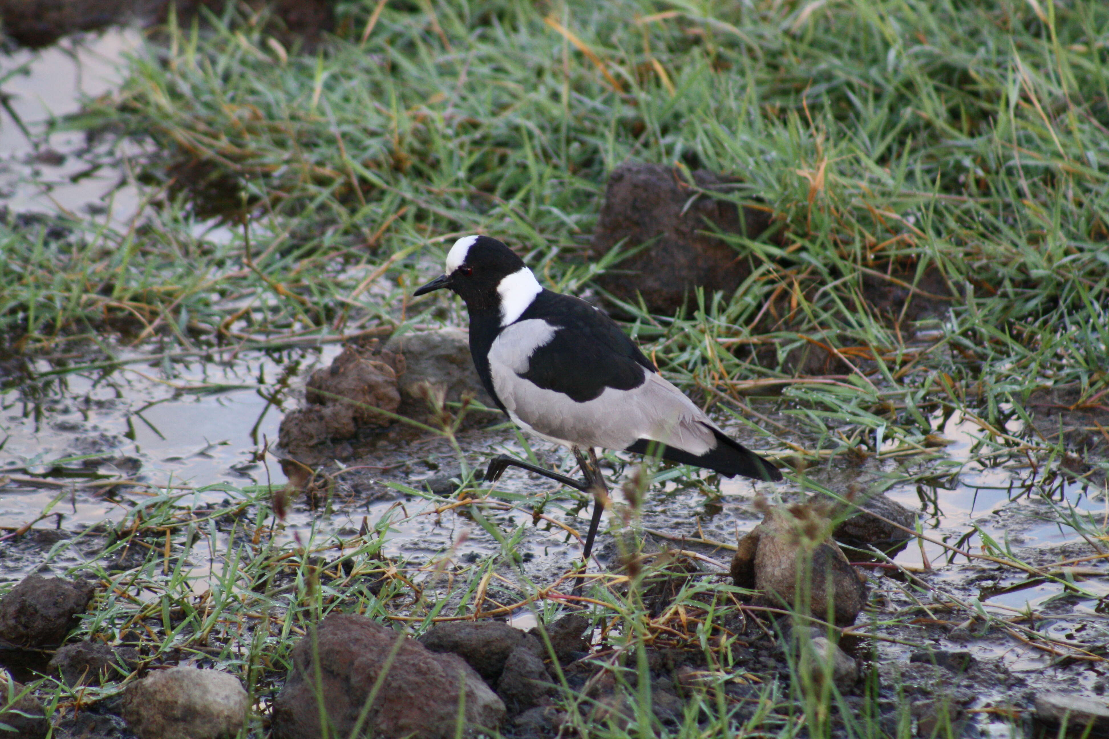 Image of Blacksmith Lapwing