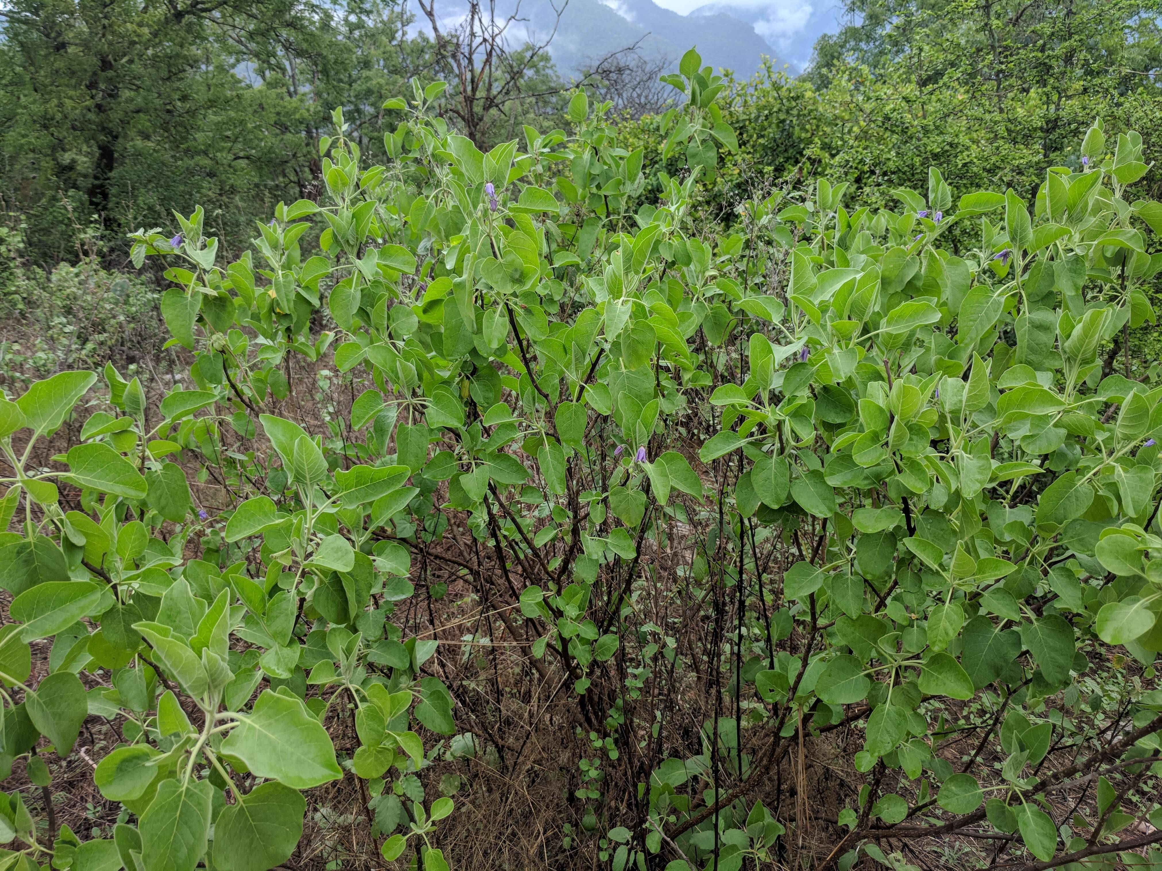 Image of Solanum pubescens Willd.