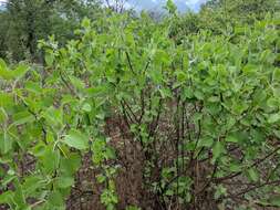 Image of Solanum pubescens Willd.