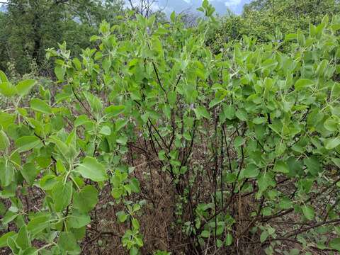 Image of Solanum pubescens Willd.