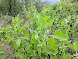 Image of Solanum pubescens Willd.