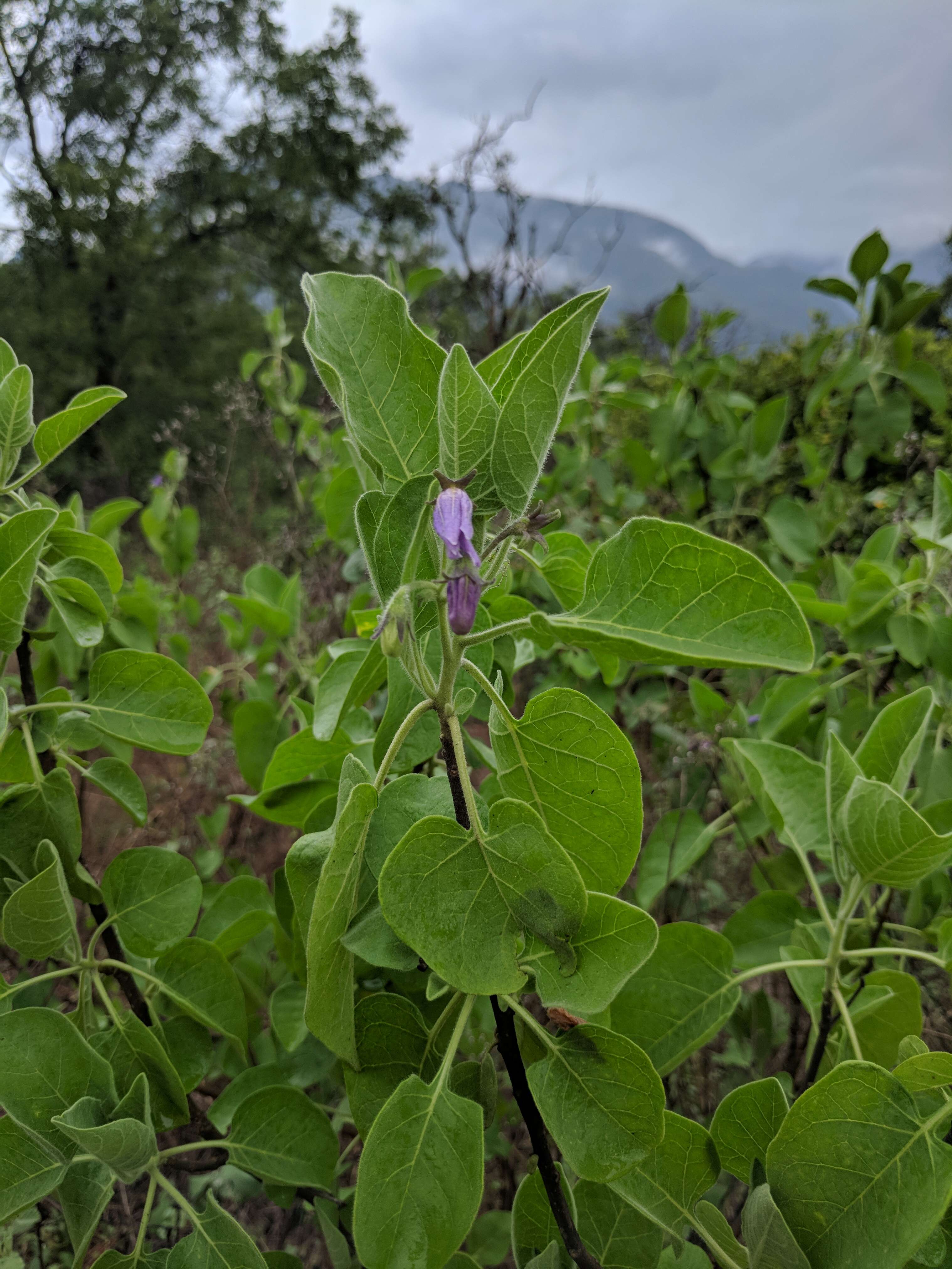 Image of Solanum pubescens Willd.