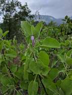 Image of Solanum pubescens Willd.