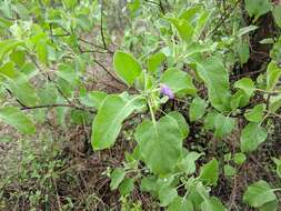 Image of Solanum pubescens Willd.