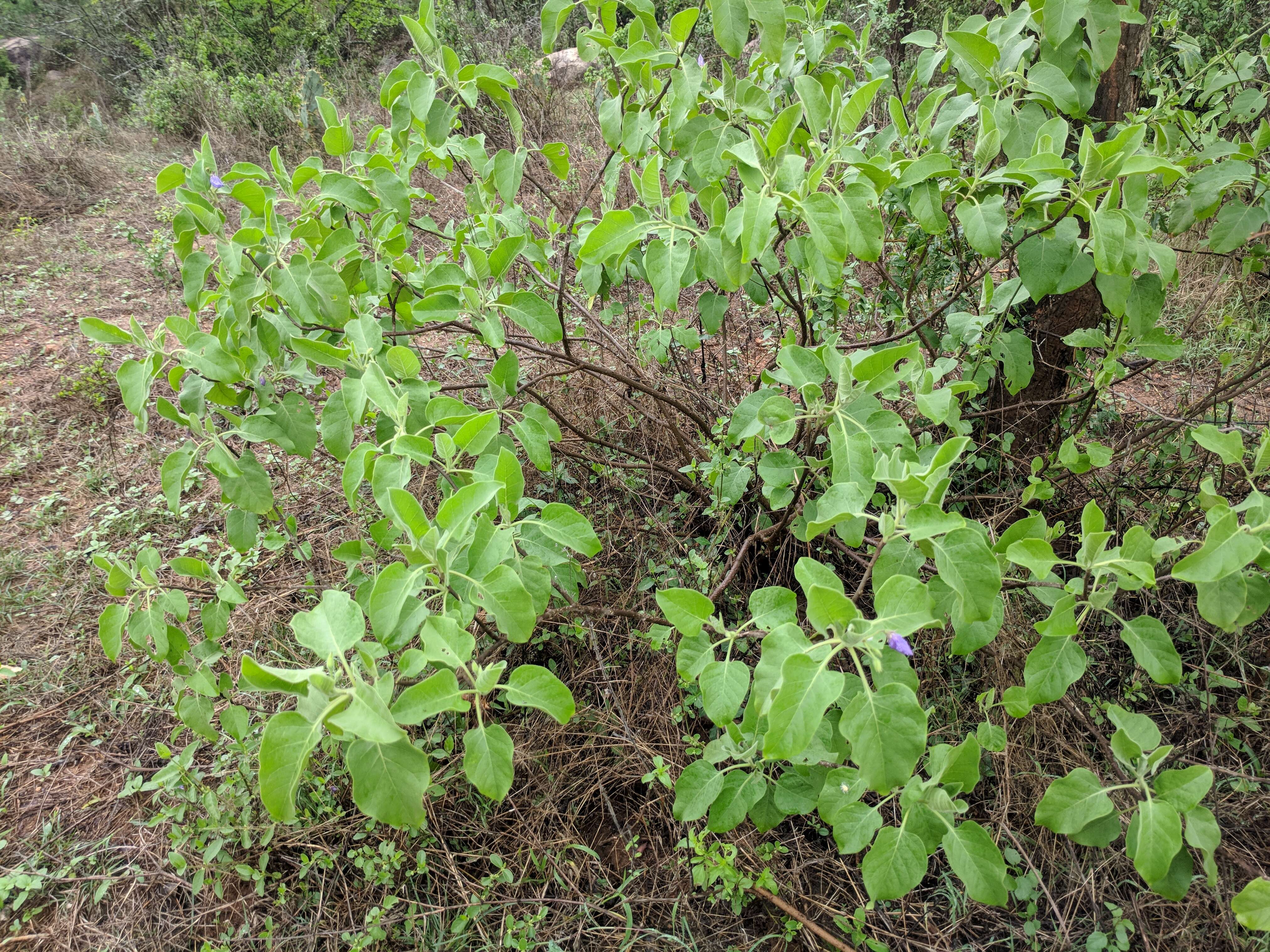 Image of Solanum pubescens Willd.