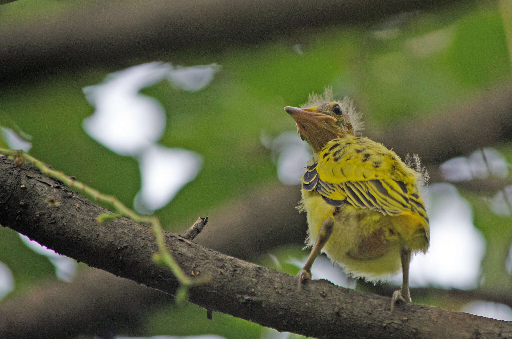 Image of Black-hooded Oriole