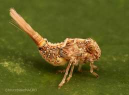 Image of dictyopharid planthoppers