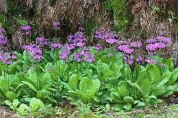 Plancia ëd Primula japonica A. Gray