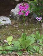 Plancia ëd Primula japonica A. Gray