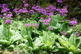 Plancia ëd Primula japonica A. Gray