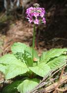 Plancia ëd Primula japonica A. Gray