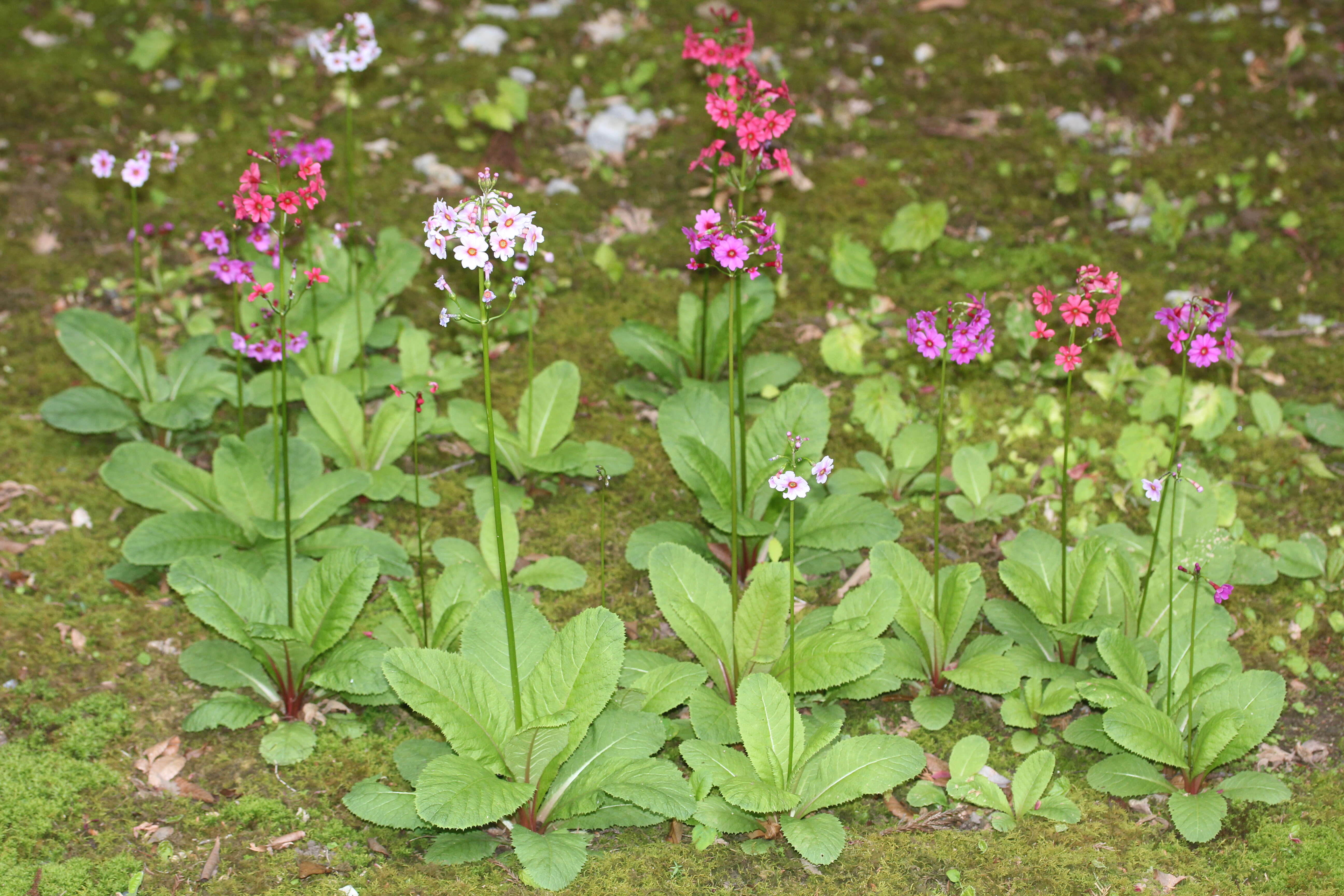 Plancia ëd Primula japonica A. Gray