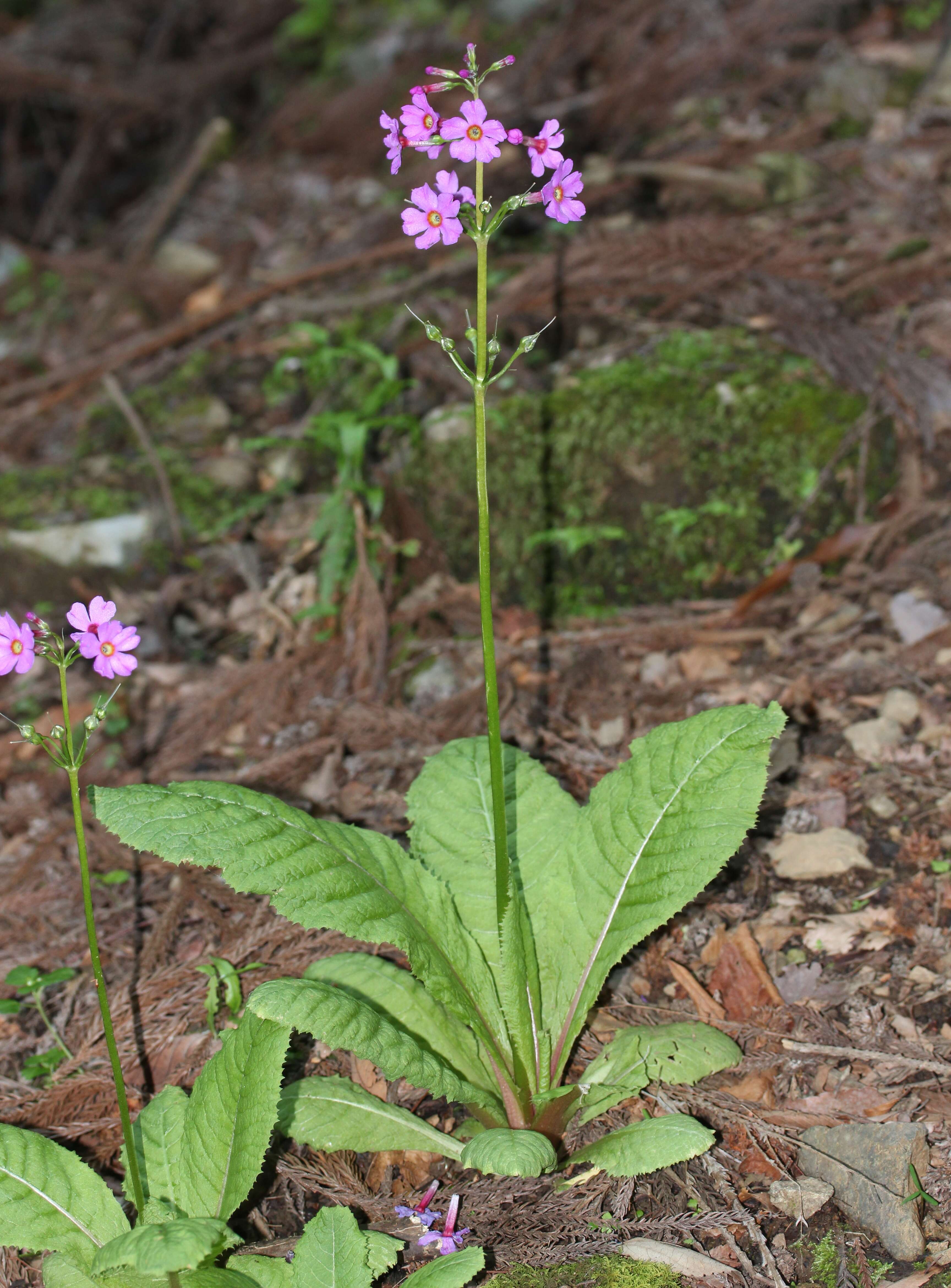 Plancia ëd Primula japonica A. Gray