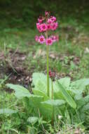 Plancia ëd Primula japonica A. Gray