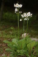 Plancia ëd Primula japonica A. Gray