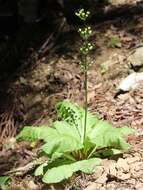 Plancia ëd Primula japonica A. Gray