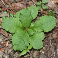 Plancia ëd Primula japonica A. Gray