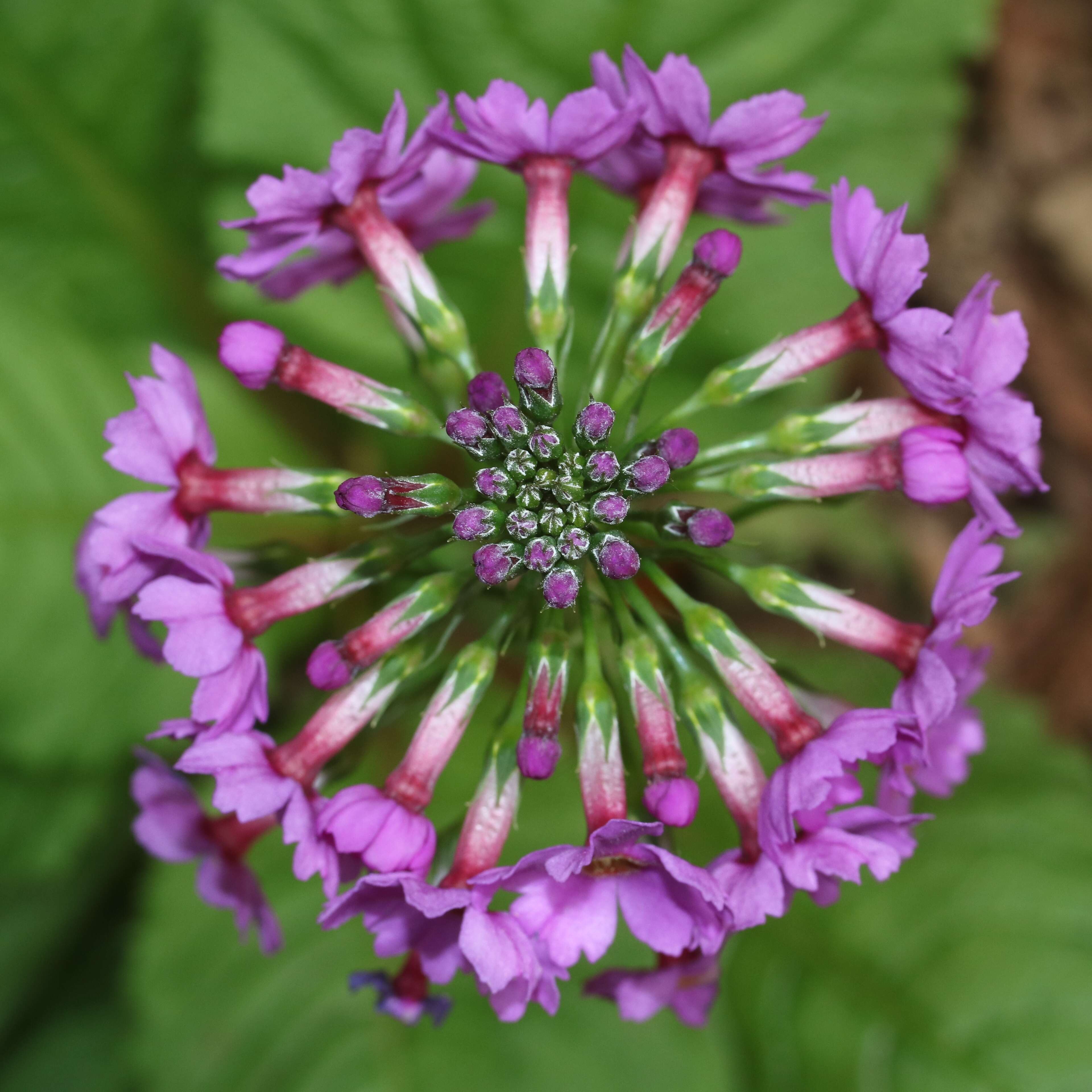 Plancia ëd Primula japonica A. Gray