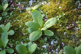 Plancia ëd Primula japonica A. Gray