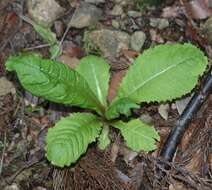 Plancia ëd Primula japonica A. Gray