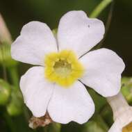 Plancia ëd Primula japonica A. Gray