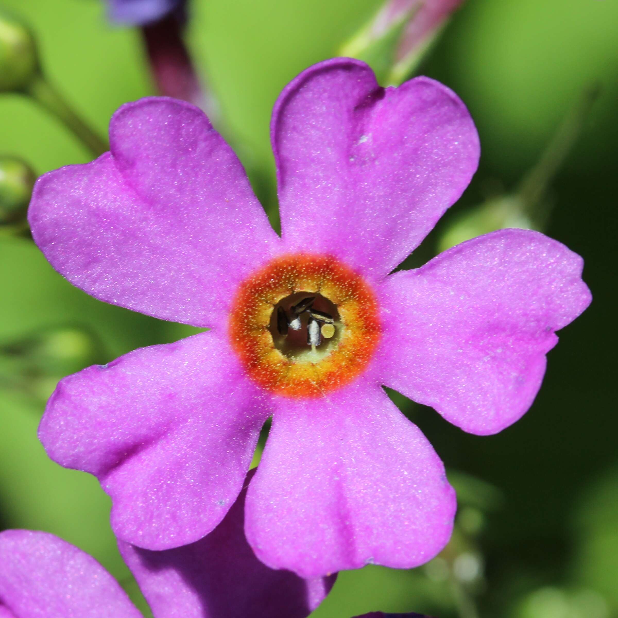 Plancia ëd Primula japonica A. Gray