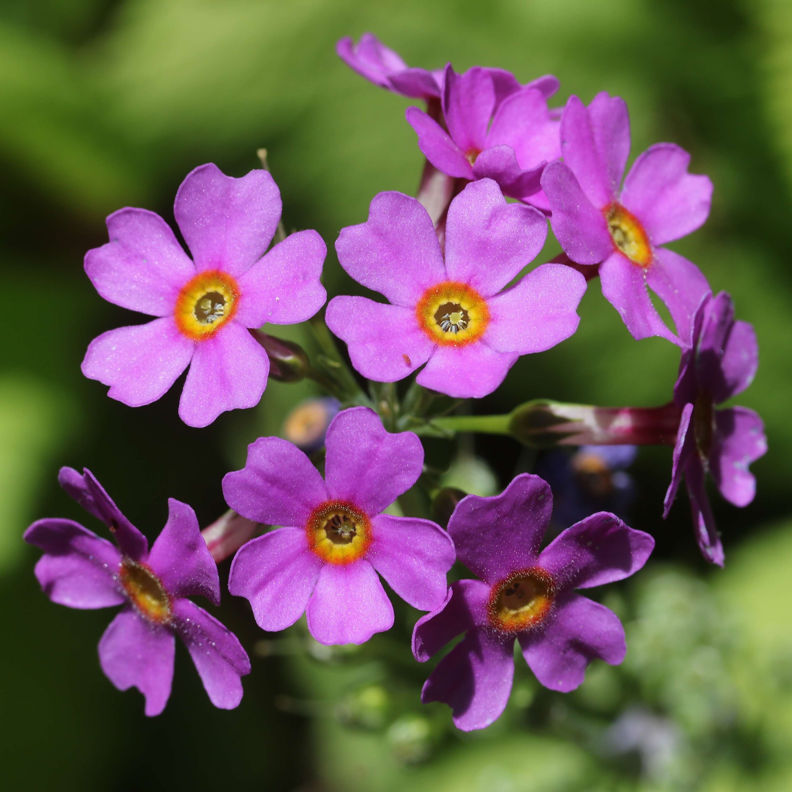 Plancia ëd Primula japonica A. Gray