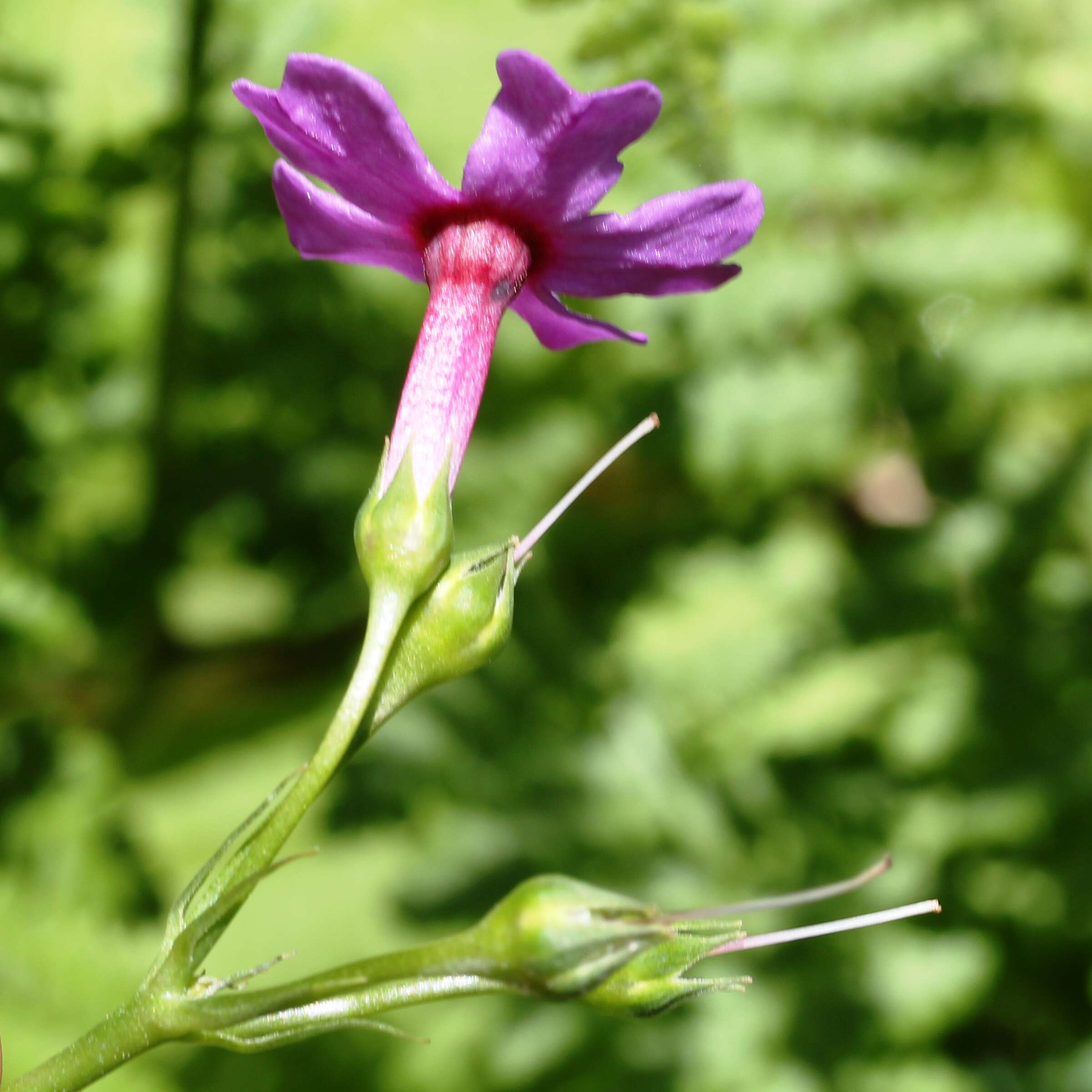 Plancia ëd Primula japonica A. Gray