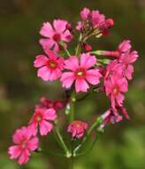 Plancia ëd Primula japonica A. Gray