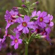 Plancia ëd Primula japonica A. Gray