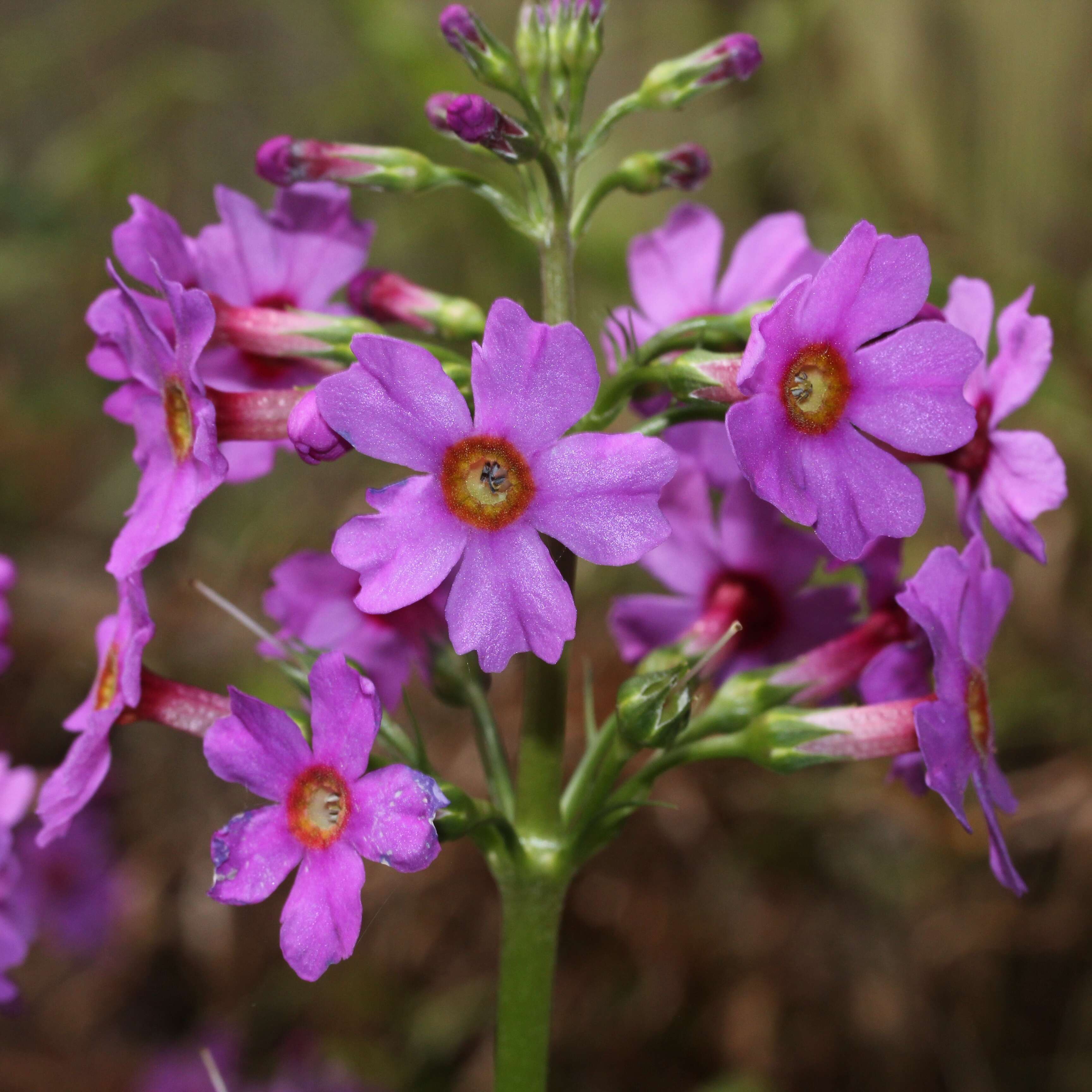 Plancia ëd Primula japonica A. Gray