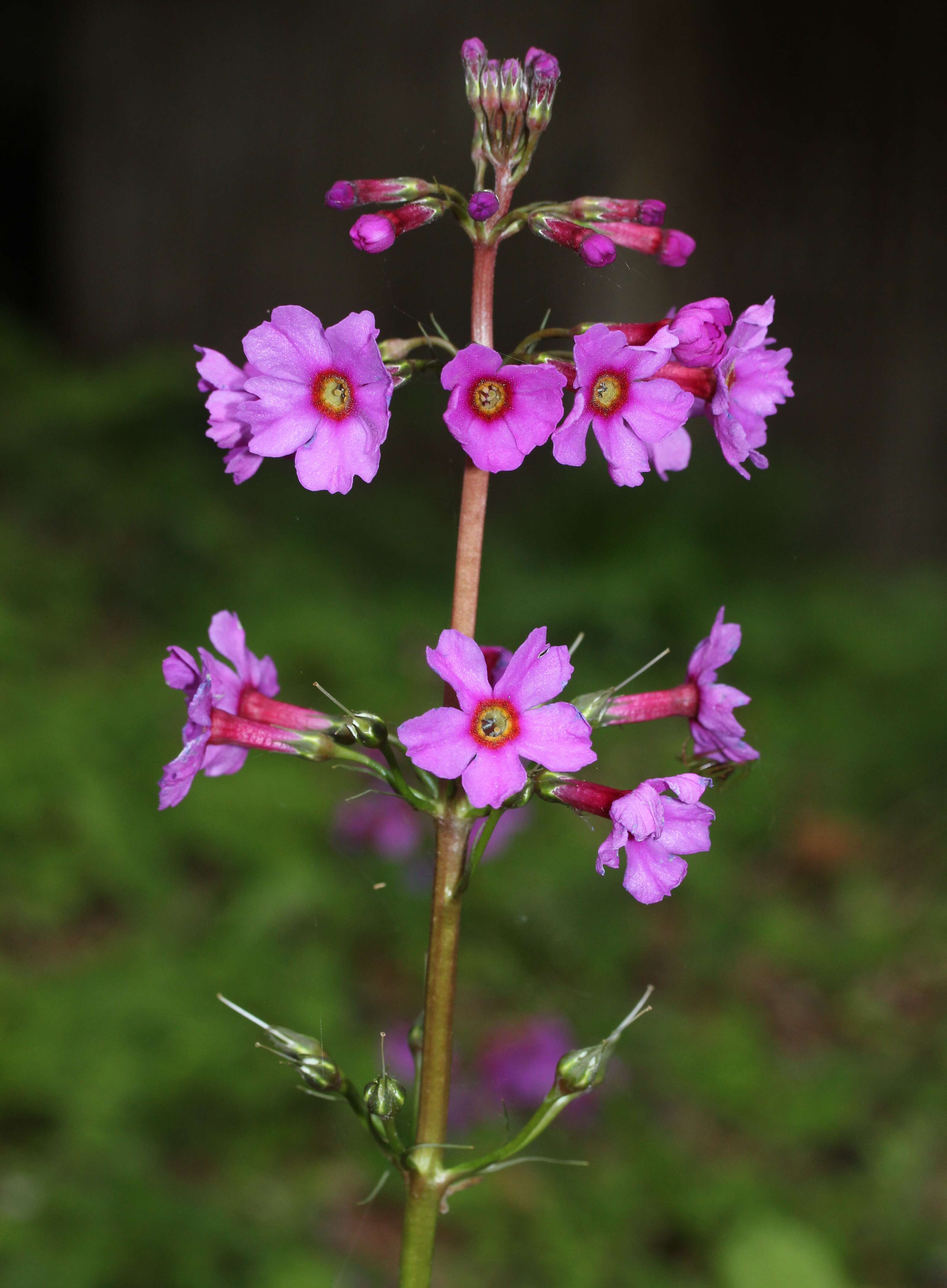 Plancia ëd Primula japonica A. Gray