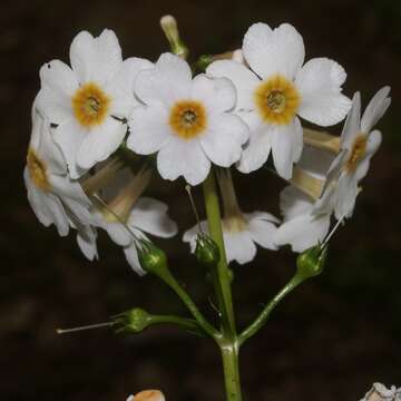 Plancia ëd Primula japonica A. Gray