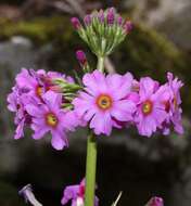 Plancia ëd Primula japonica A. Gray