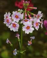 Plancia ëd Primula japonica A. Gray