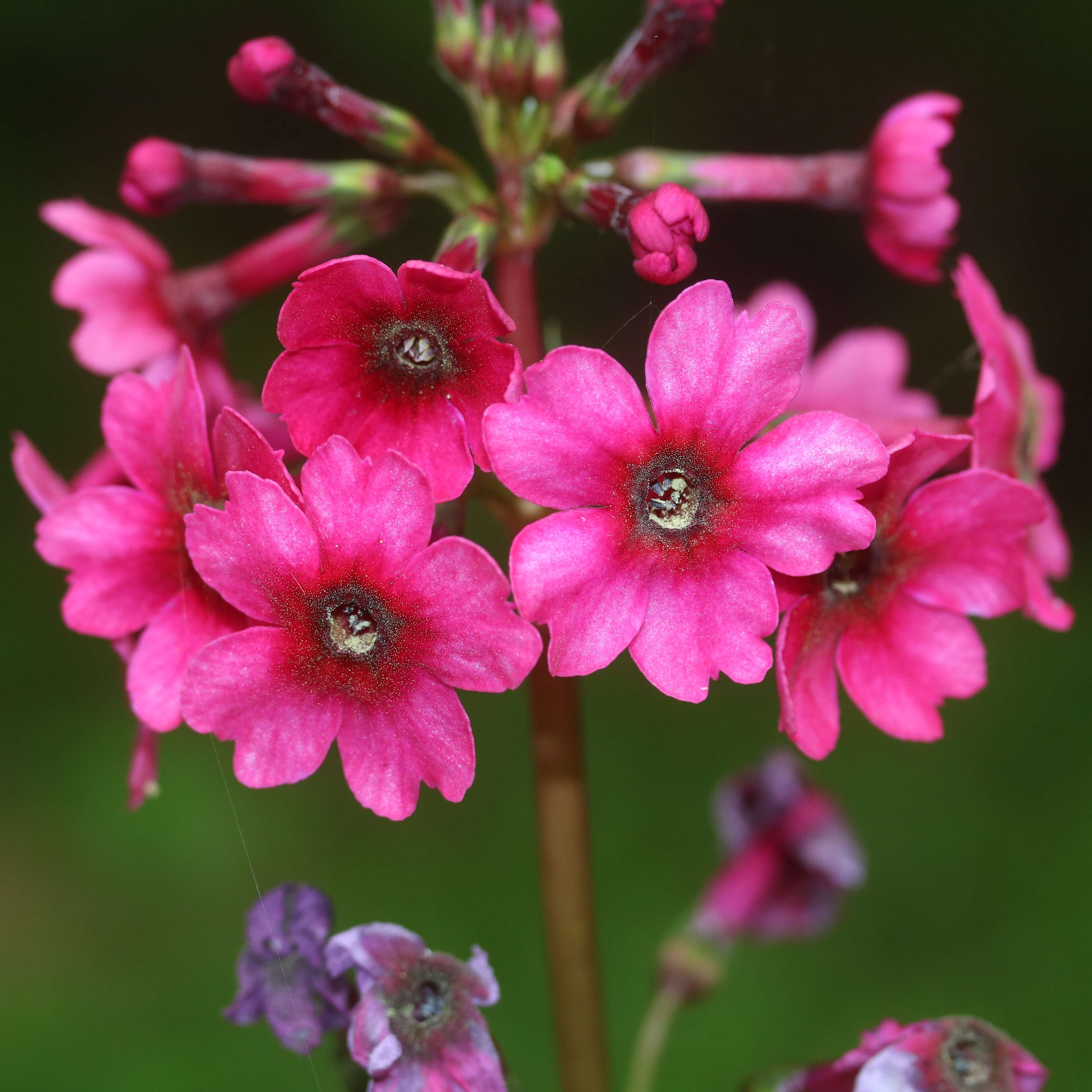 Plancia ëd Primula japonica A. Gray