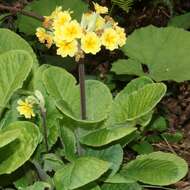 Plancia ëd Primula japonica A. Gray