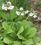 Plancia ëd Primula japonica A. Gray