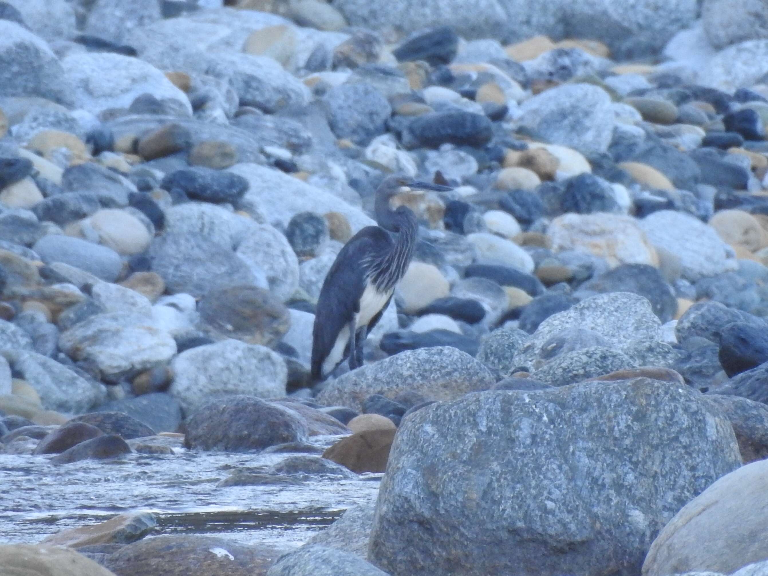 Imagem de Ardea insignis Hume 1878