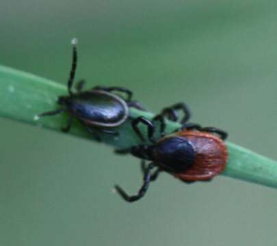 Image of Ixodes ricinus (Linnaeus 1758)