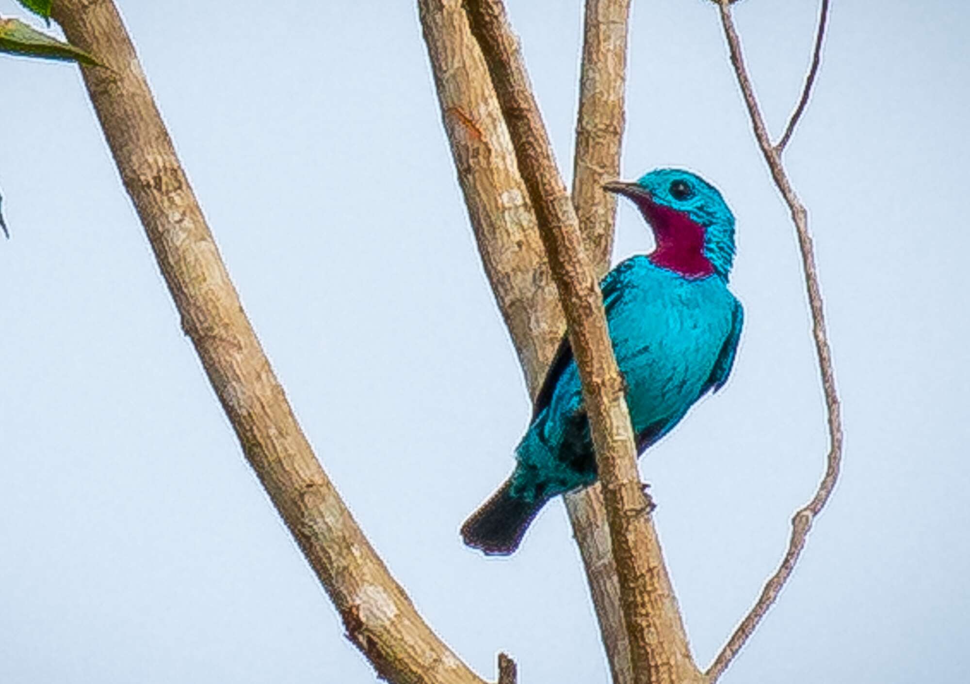 Image of Spangled Cotinga