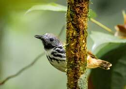 Image of Spot-backed Antbird