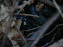 Image of Grass Snake