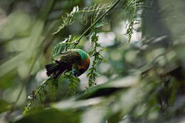 Image of Brassy-breasted Tanager