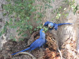 Image of Hyacinth Macaw