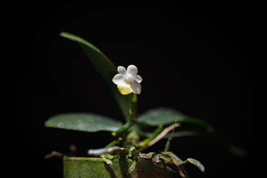 Image of Phalaenopsis lobbii (Rchb. fil.) H. R. Sweet